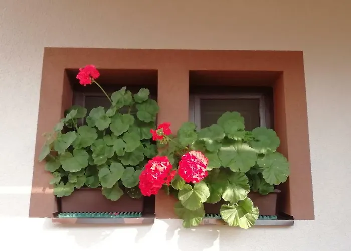 Privat Kovacova *
